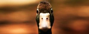 A duck stares at you, straight on